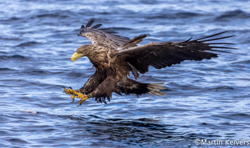 Mull Charter Boat Trips