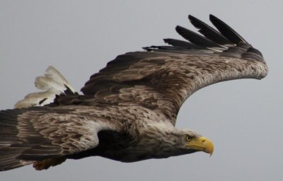 White tailed eagle