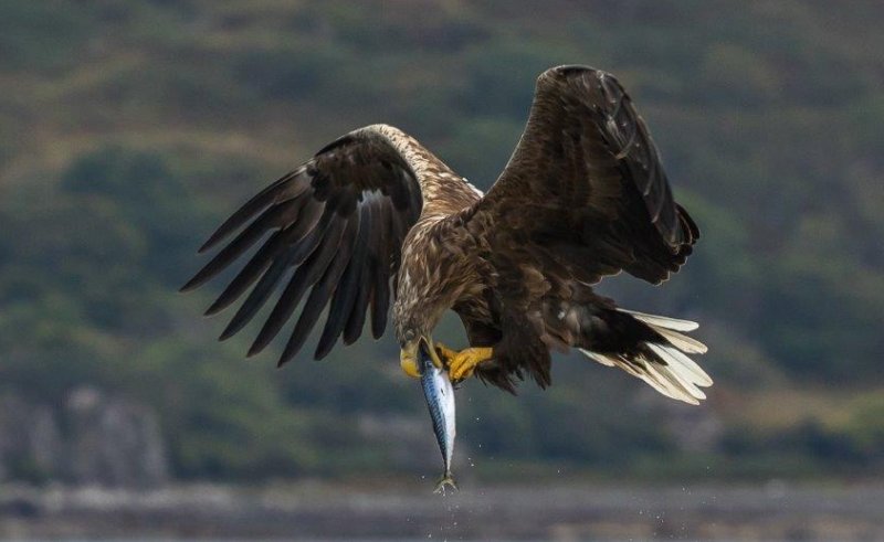 Sea Eagle