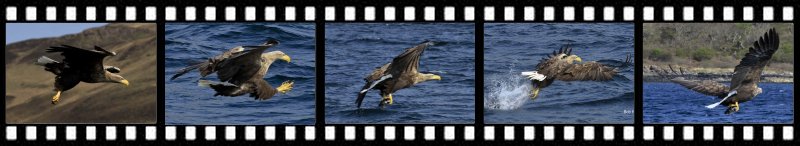Sea Eagle catching fish
