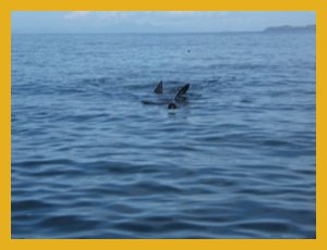 Basking sharks August 2009