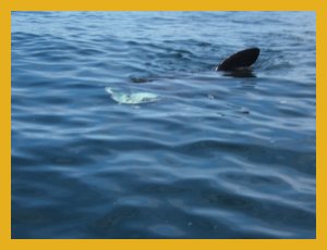 Basking sharks August 2009