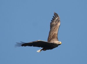 Sea Eagle April 2011