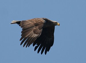 Sea Eagle April 2011